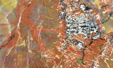 Brilliant, Polished Arizona Petrified Wood Slice - #56024-1